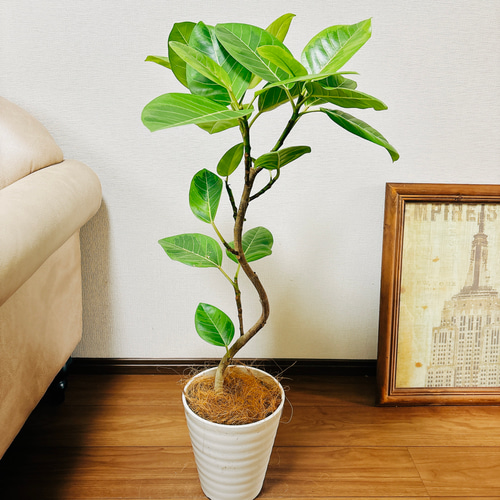 【激安】 アルテシマ フィカス 現品］A 曲がり ゴムの 室内 観葉植物 7号 フィカス