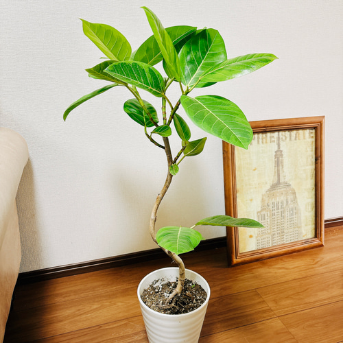 現品］A フィカス アルテシマ 曲がり 7号 観葉植物 室内 ゴムの