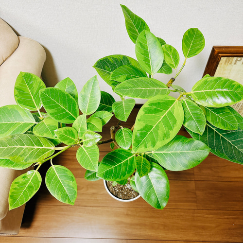 現品］95番 フィカス アルテシマ 曲がり 8号 観葉植物 室内 ゴム