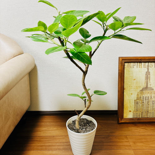 現品　フィカス　ゴムの木　アルテシマ　曲がり　4番　観葉植物　インテリアグリーン 現品］4番 大人気！ フィカス アルテシマ 曲がり 8号 観葉植物