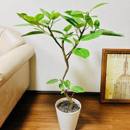 特別セーフ 7号 曲がり アルテシマ フィカス 現品］C 観葉植物 ゴムの 室内 フィカス