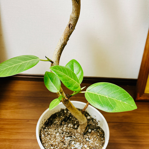 現品］95番 フィカス アルテシマ 曲がり 8号 観葉植物 室内 ゴム