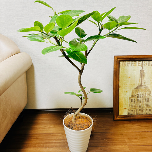 ブランド品 通販サイト 曲がり アルテシマ フィカス 現品］C 7号 ゴムの 室内 観葉植物 フィカス