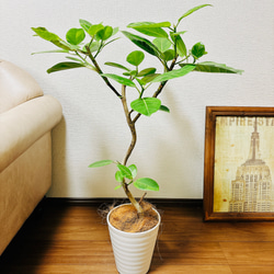 現品　フィカス　ゴムの木　アルテシマ　曲がり　16番　観葉植物　インテリア 現品］C フィカス アルテシマ 曲がり 7号 観葉植物 室内 ゴムの木