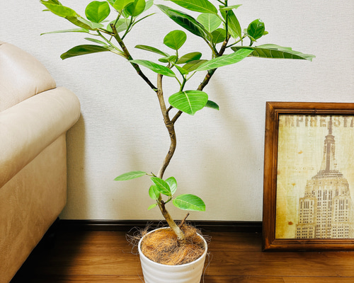 現品］C フィカス アルテシマ 曲がり 7号 観葉植物 室内 ゴムの