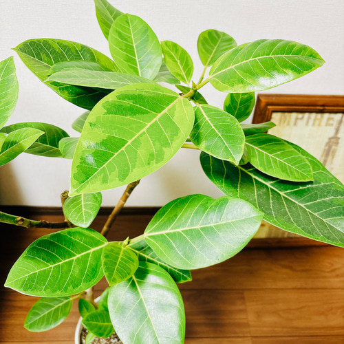 現品］C フィカス アルテシマ 曲がり 7号 観葉植物 室内 ゴムの