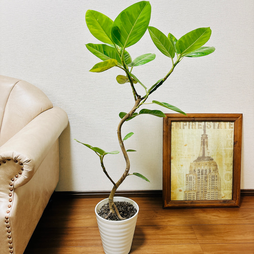 【ちょうどいいサイズ感♥】フィカス アルテシマ 曲がり ゴムの木 55a44a10c6b9b38213f3602b89210a