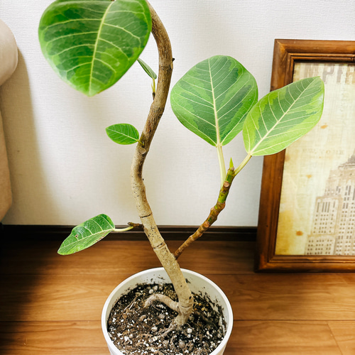 送料無料]フィカス：アルテシマ（朴曲げ仕立て） 7号鉢植え の