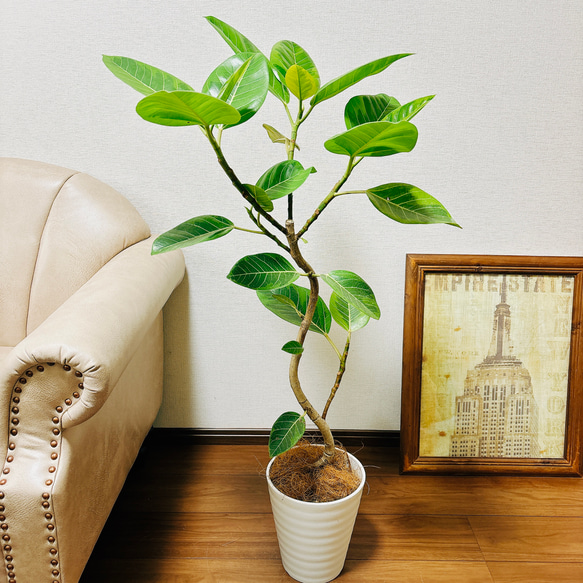 送料無料]フィカス：アルテシマ（朴曲げ仕立て） 7号鉢植え の