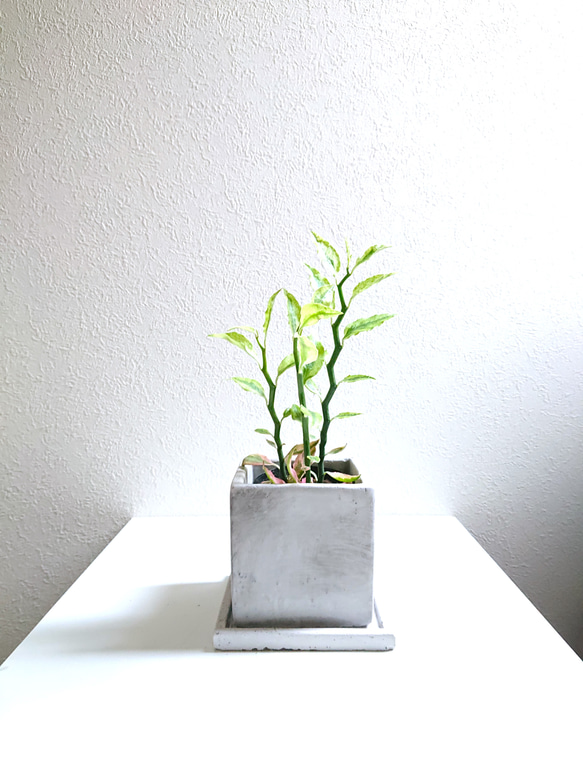 【新品・未使用】DAISAKさん　植木鉢 DAISAK / 植木鉢お椀セット | new pure plus