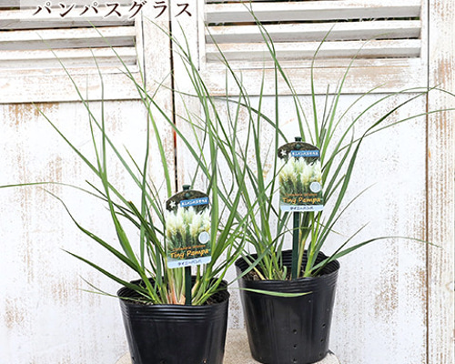 パンパスグラス　大型苗 produce87_b-1029