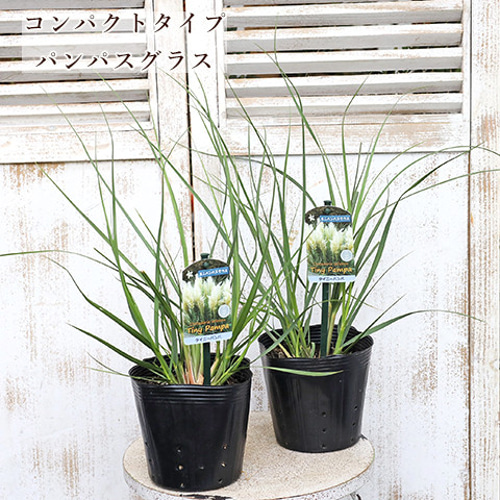 草花苗 パンパスグラス タイニーパンパ 矮性 5号 宿根草 コンパクト