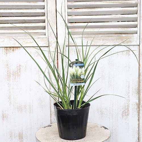 パンパスグラス　大型苗 土っ子倶楽部 ミニパンパスグラス タイニーパンパ 15cm(5号