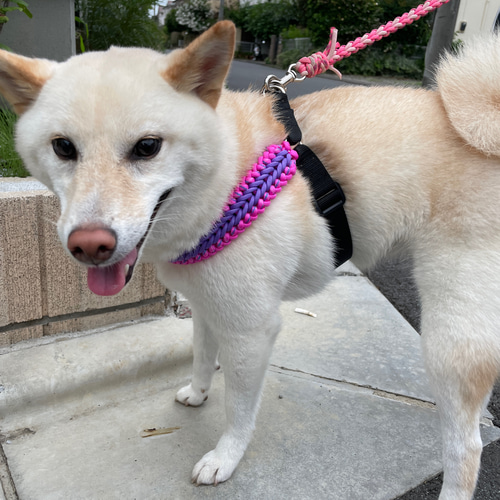 オーダーパラコードハーネス サイズの測り方 パラコード編み 犬の体のサイズを測っておこう〜[ ハーネスの