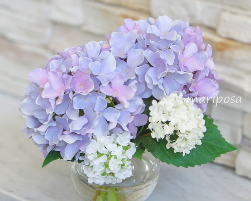 紫陽花パステル画８号 How to draw hydrangeas with soft pastels - Step by step