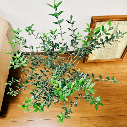 現品］R2 創樹 オリーブ マンザニロ 6号 観葉植物 ベランダ