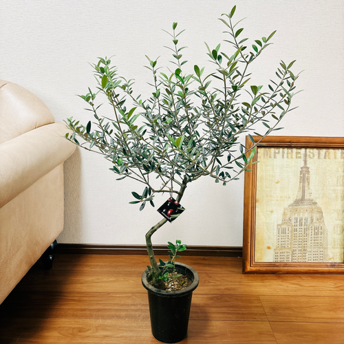 現品］R2 創樹 オリーブ マンザニロ 6号 観葉植物 ベランダ
