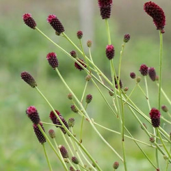 ラスティセージ 挿し穂 15cm 2本 その他素材 mofrin 通販｜Creema  