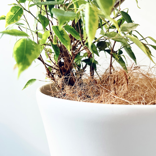 希少 フィカス ベンジャミン ナターシャ 曲がり 観葉植物 calm cafe