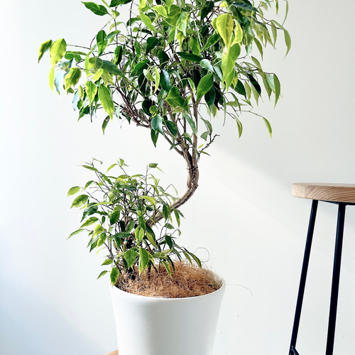 希少 フィカス ベンジャミン ナターシャ 曲がり 観葉植物 calm cafe