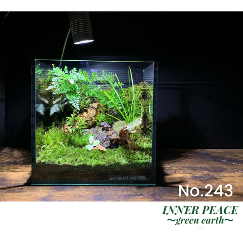 243 苔アート 苔テラリウム イモリウム カエルリウム 完成品