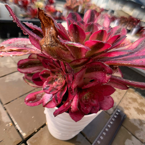 農園直売 多肉植物 寄せ植え アエオニウム属 朱砂（群）観葉植物