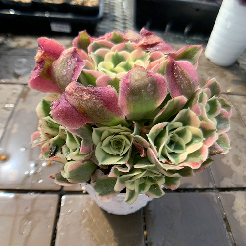 農園直売 多肉植物 寄せ植え アエオニウム属 白鳳錦 (群)観葉 農園直売 多肉植物 寄せ植え アエオニウム属 白鳳錦 (群)観葉