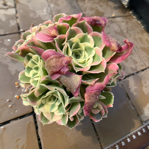 農園直売 多肉植物 寄せ植え アエオニウム属 白鳳錦 (群)観葉 農園直売 多肉植物 寄せ植え アエオニウム属 白鳳錦 (群)観葉