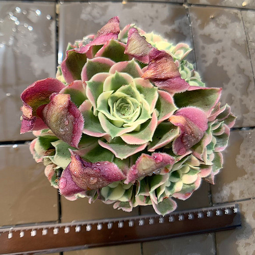 農園直売 多肉植物 寄せ植え アエオニウム属 白鳳錦 (群)観葉 農園直売 多肉植物 寄せ植え アエオニウム属 白鳳錦 (群)観葉