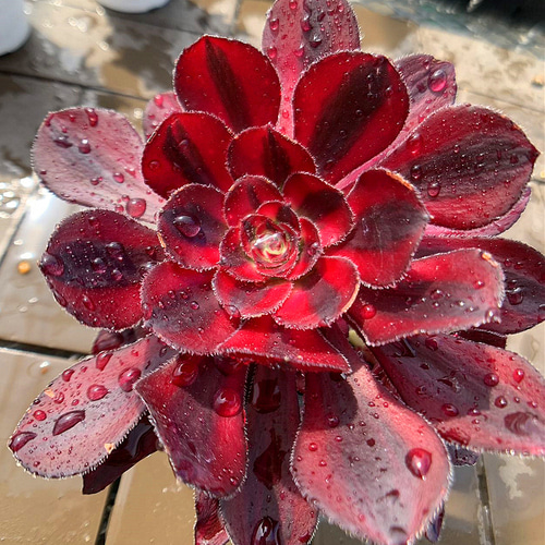 農園直売 多肉植物 寄せ植え アエオニウム属 シャネル（群） 観葉植物