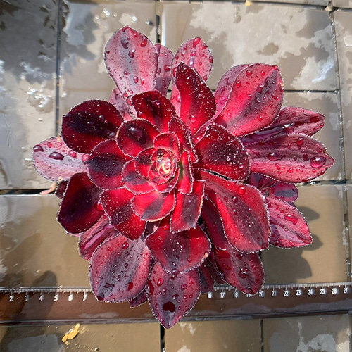 農園直売 多肉植物 寄せ植え アエオニウム属 シャネル（群） 観葉植物