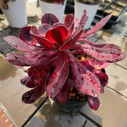 農園直売 多肉植物 寄せ植え アエオニウム属 シャネル（群） 観葉植物