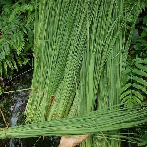 真菰茶∞ハナまるム◎ゴールド】霧島火山蒸気蒸し&鉄鍋薪火焙煎
