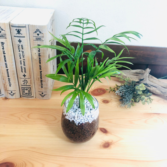 テーブルヤシ ハイドロカルチャー ラウンドグラス 観葉植物 インテリア