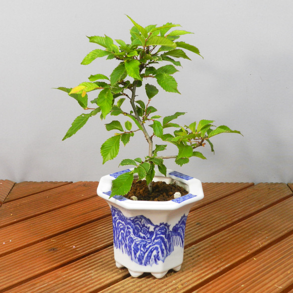 小品盆栽【欅（ケヤキ）寄せ植え】長角鉢 - メルカリ