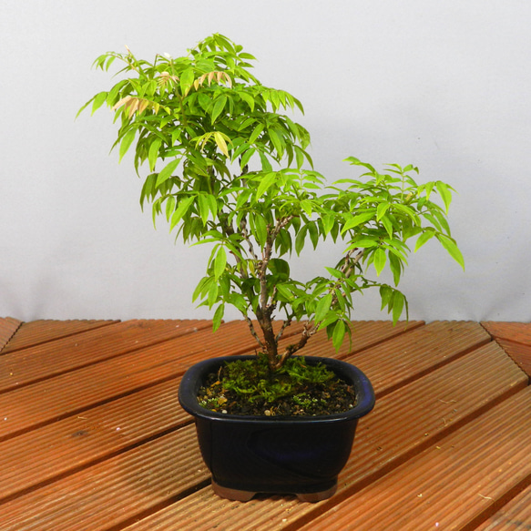 小品盆栽鉢 ミニ盆栽 多肉植物 丸藤 こい