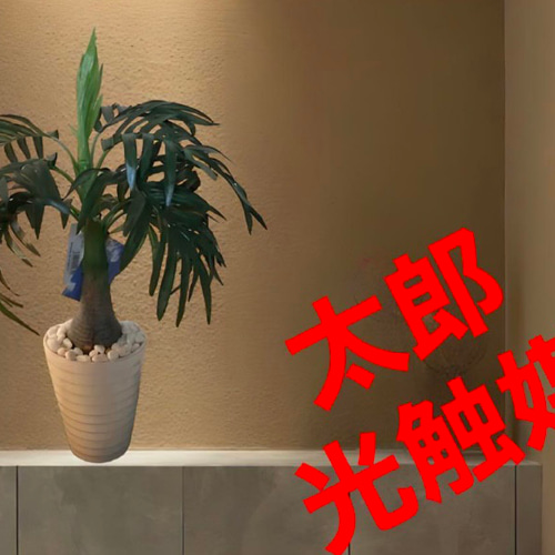 光触媒　人工観葉植物　ウォールグリーン　造花　インテリア　ココナッツヤシ150 光触媒 人工観葉植物 ウォールグリーン フェイクグリーン