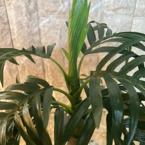 光触媒 人工観葉植物 ウォールグリーン フェイクグリーン