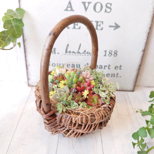 多肉アート◆寄せ植え◆そのまま飾れます◆ハンドメイド 現物】 そのまま飾れる多肉植物 寄せ植え (土、鉢込み) 持ち手付きかご