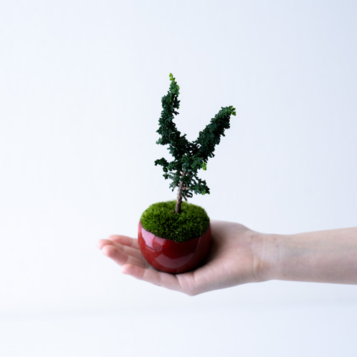 石化檜苗(15本) 石化桧（銀芽） | 盆栽、盆栽書籍、盆栽鉢の