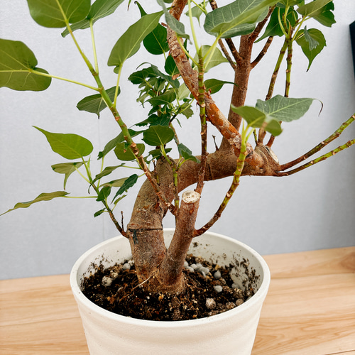 ［現品］R インドボダイジュ　フィカスレリギオーサ　曲がり　7号　観葉植物 現品］R インドボダイジュ フィカスレリギオーサ 曲がり 7号