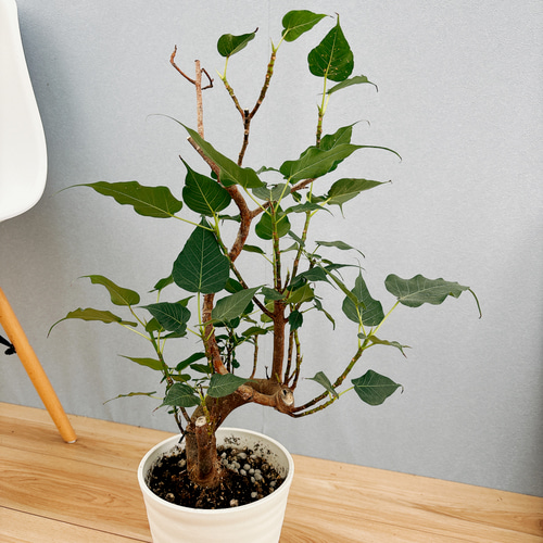 ［現品］R インドボダイジュ　フィカスレリギオーサ　曲がり　7号　観葉植物 現品］R インドボダイジュ フィカスレリギオーサ 曲がり 7号