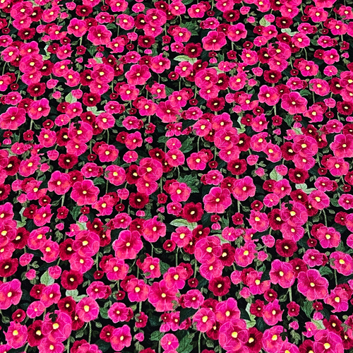 アートポスター：６１石組と濃いピンク色のタチアオイ ピンク葵 (タチアオイ) 花の花の写真素材・画像素材 Image 25116503