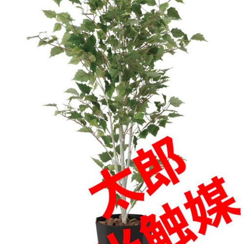 光触媒 人工観葉植物 ウォールグリーン フェイクグリーン 白樺