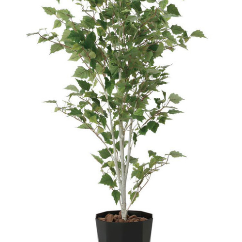 光触媒　人工観葉植物　ウォールグリーン　フェイクグリーン　白樺 光触媒 人工観葉植物 ウォールグリーン フェイクグリーン 白樺