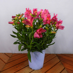 アルストロメリア 855b39bbd3749f32be845808bf1ed0 5鉢 花