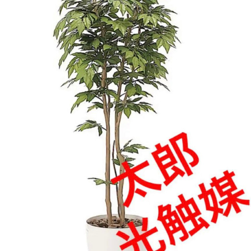 人気カラーの 人工観葉植物 光触媒 ウォールグリーン 欅 フェイクグリーン フラワー・ガーデニング