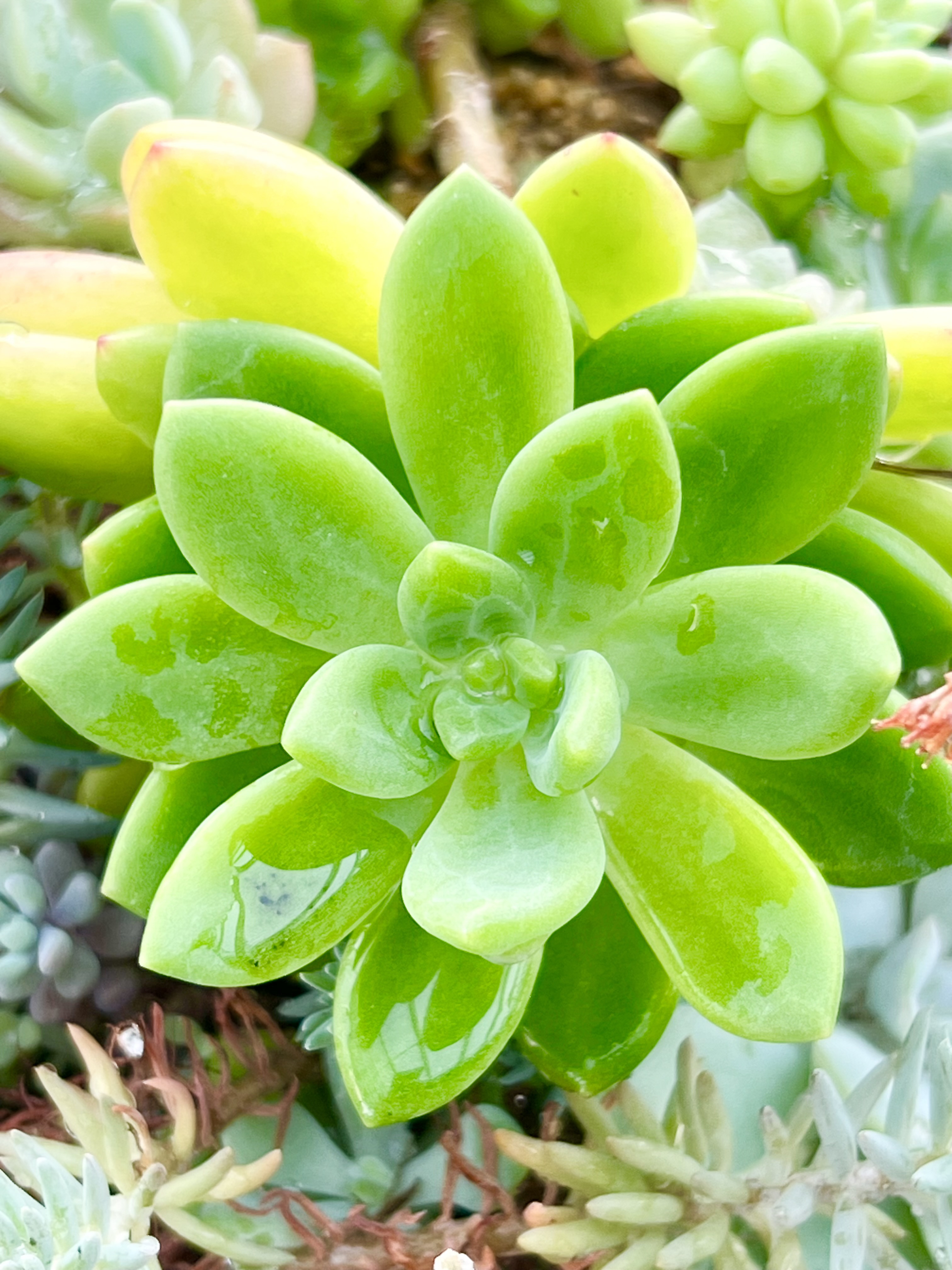 そのまま飾れる多肉植物寄せ植え リース 管理書付 たらし そのまま飾れる多肉植物寄せ植え リース 管理書付 たらし