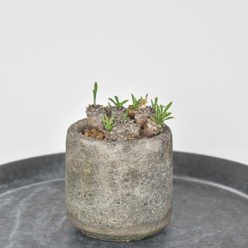 希少多肉植物】ユーフォルビア 峨眉山 Sサイズ 多肉植物 Grace Up