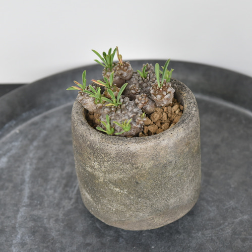 希少多肉植物】ユーフォルビア 峨眉山 Sサイズ 多肉植物 Grace